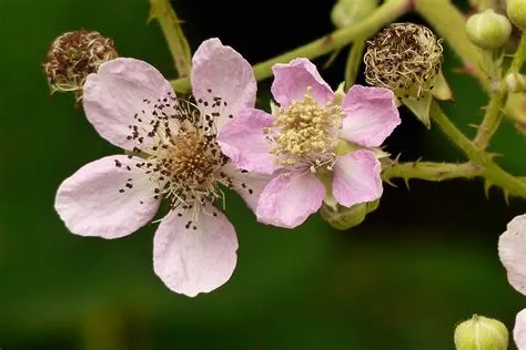   Blackberry Blossom -  A Delightful Medley of Energetic Picking and Soulful Melodies